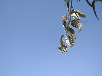 Low angle view of hanging against clear blue sky