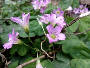 Close-up of purple flowers blooming outdoors