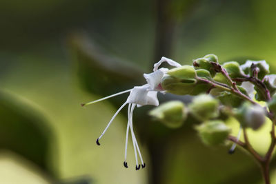 Close-up of white flowering plant