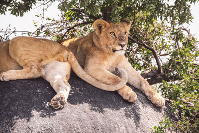 Two lion cubs standing on a rock under a tree