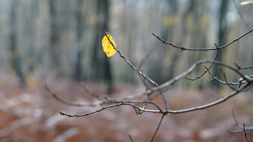 Last yellow leaf on branch in the forest