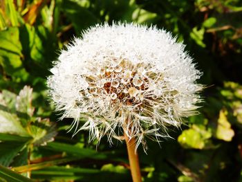 Close-up of white dandelion flower