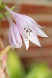 Close-up of flower