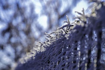 Close-up of frozen plant during winter