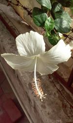 Close-up of white flowers