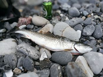 Close-up of crab on pebbles at beach