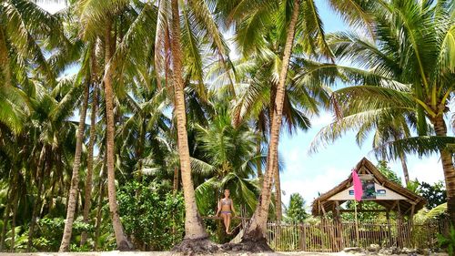 Low angle view of palm trees