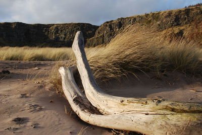 Driftwood at beach against sky