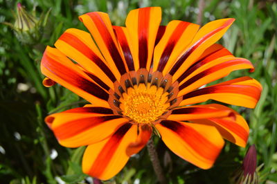 Close-up of orange flower blooming outdoors