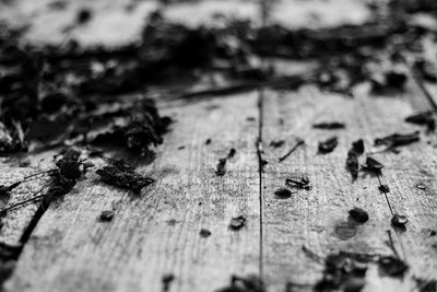 High angle view of dry leaves on wood