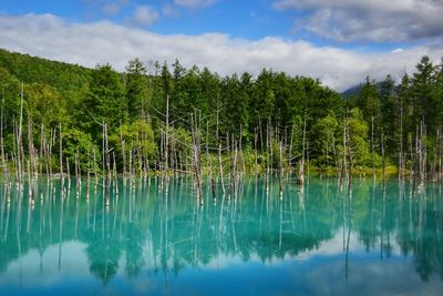 Scenic view of lake in forest against sky