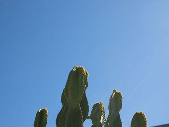 Low angle view of prickly pear cactus against clear blue sky