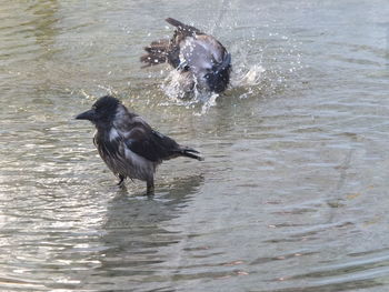 Birds in a lake