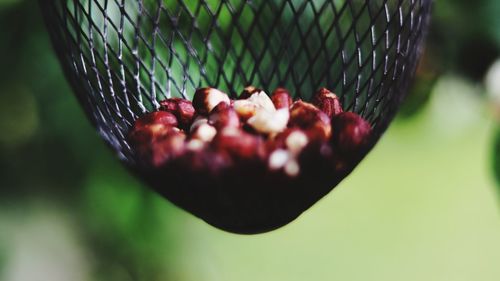 Close-up of fruits in basket