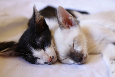 Close-up of cat sleeping