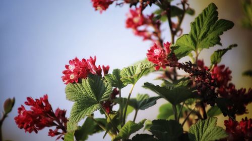 Low angle view of red flowering plant against sky