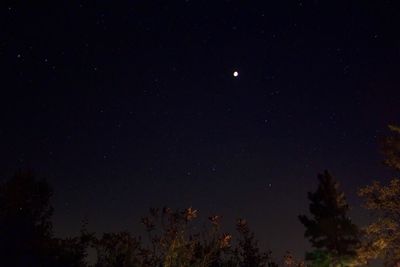 Low angle view of trees against sky at night