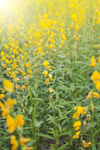 Close-up of yellow flowering plants on field