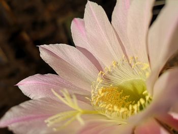 Easter lily cactus 