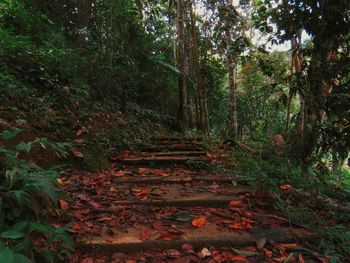 Road passing through forest