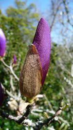 Close-up of purple flower