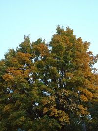 Low angle view of trees in forest against clear sky