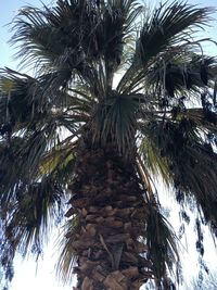 Low angle view of palm trees against sky