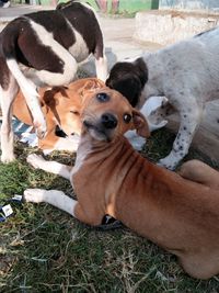Close-up portrait of dog