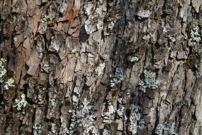 Full frame shot of tree trunk