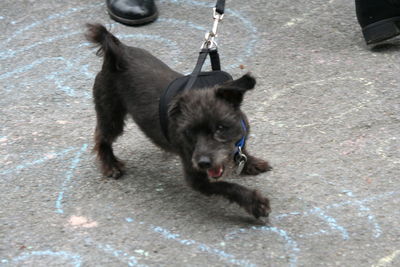 High angle view of puppy playing on street