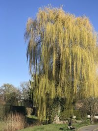 Panoramic shot of trees on field against clear sky