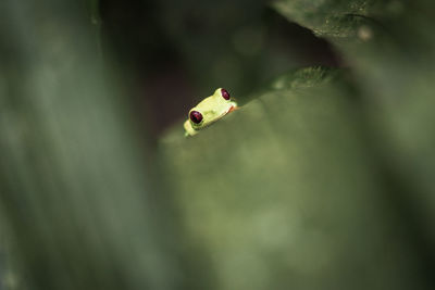 Close-up of ladybug on plant