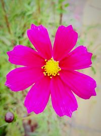 Close-up of pink flower blooming outdoors