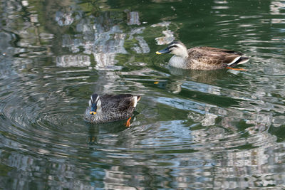 Duck swimming in lake