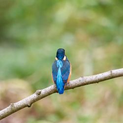 Rear view of kingfisher perching on plant