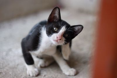 Portrait of cat with kitten