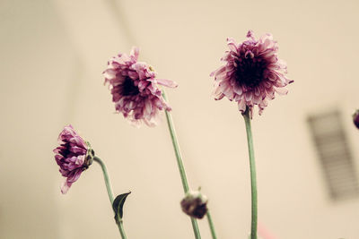 Close-up of pink flowers