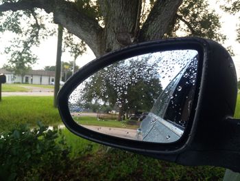 Reflection of trees on side-view mirror of car