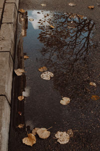 High angle view of leaves floating on water