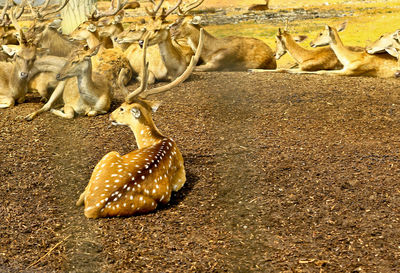 View of deer on beach