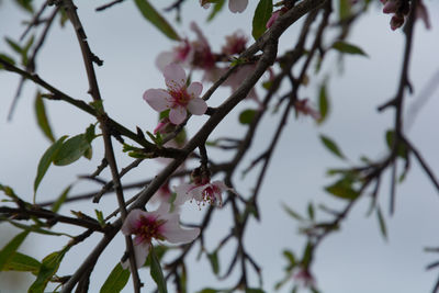 Close-up of apple blossoms in spring