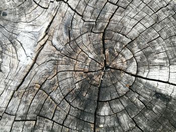 Full frame shot of tree stump