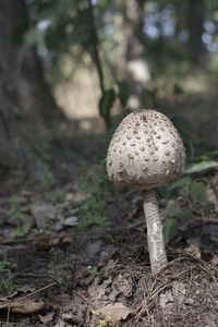 Close-up of mushroom growing on field