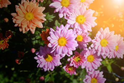 Close-up of flowering plants