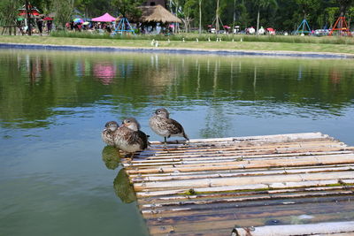 Birds perching on wooden post in lake