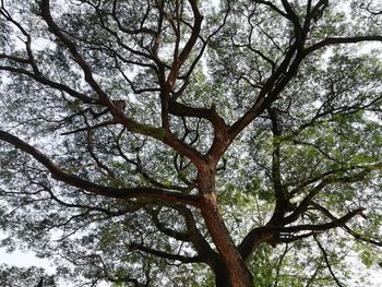 Low angle view of tree against sky