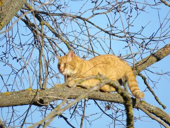 Low angle view of a cat on tree