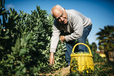 Portrait of senior man picking beans in his garden