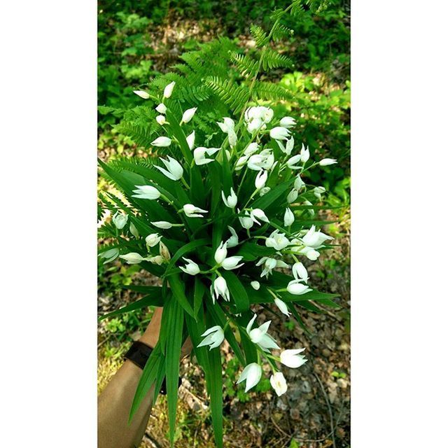 transfer print, flower, auto post production filter, growth, fragility, plant, freshness, beauty in nature, nature, leaf, field, flower head, high angle view, petal, green color, white color, close-up, blooming, day, no people