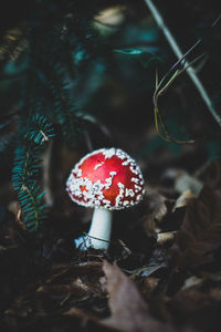 Close-up of fly agaric mushroom on field